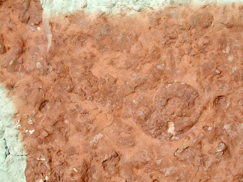 Roter Adneter Marmor mit Fossil